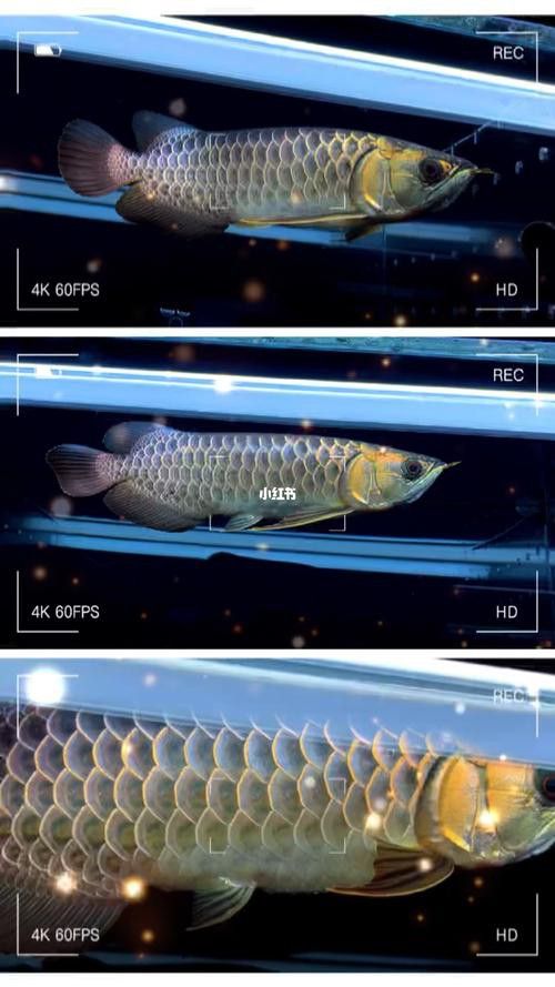 藍背金龍魚多大才發色好看呢圖片