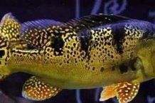 藍(lán)帆三間魚是雜牌魚嗎 藍(lán)帆三間魚是雜牌魚嗎 龍魚百科 第3張
