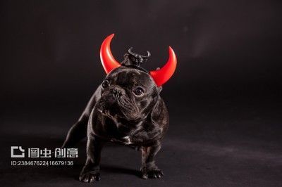 皇冠狗頭和龍魚混養(yǎng)視頻：關(guān)于皇冠狗頭魚和龍魚混養(yǎng)的問題