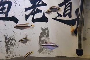 龍魚缸加鹽什么比例：龍魚缸加鹽什么比例詳情 龍魚缸加鹽什么比例：龍魚缸加鹽什么比例詳情 龍魚百科 第3張