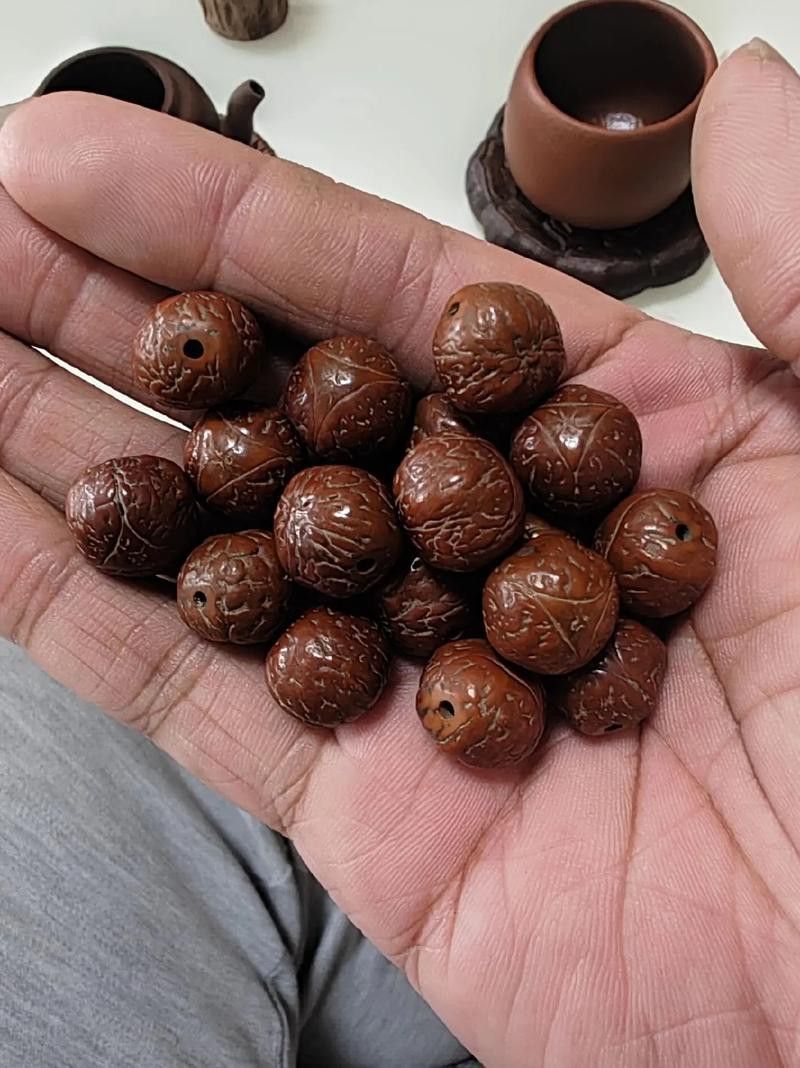如何區分龍眼菩提的真偽? 龍魚百科 第6張 如何區分龍眼菩提的真偽? 如何區分龍眼菩提的真偽? 龍魚百科 第6張