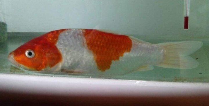 魚鰭充血最簡單三個原因