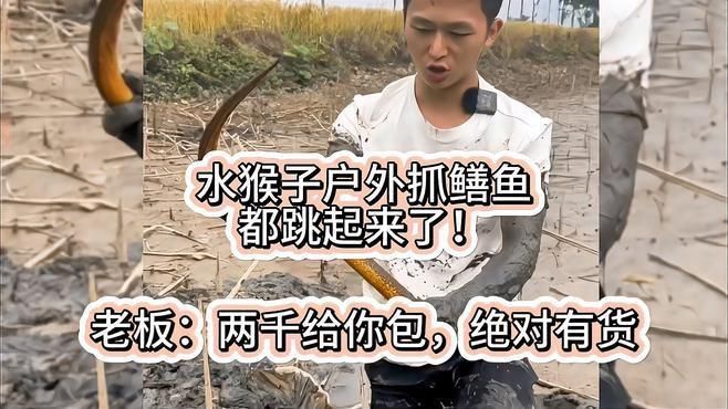 黃鱔苗價格波動原因 黃鱔苗價格波動原因 龍魚百科 第1張