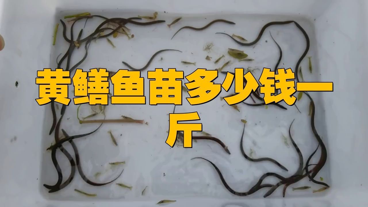 黃鱔苗價格波動原因 黃鱔苗價格波動原因 龍魚百科 第3張