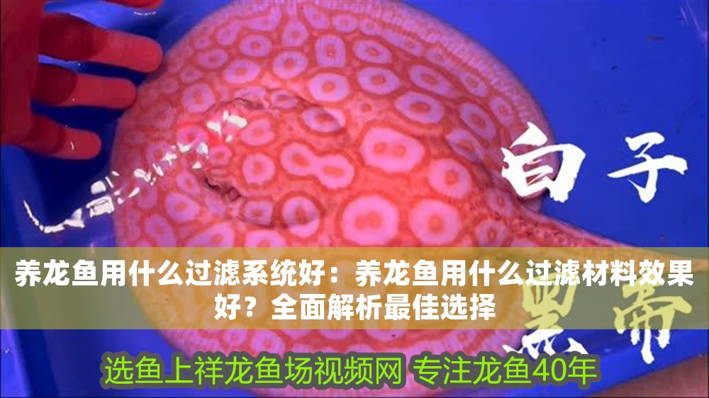 養(yǎng)龍魚用什么過濾系統(tǒng)好：養(yǎng)龍魚用什么過濾材料效果好？全面解析最佳選擇 養(yǎng)龍魚用什么過濾系統(tǒng)好：養(yǎng)龍魚用什么過濾材料效果好？全面解析最佳選擇 龍魚百科 第1張