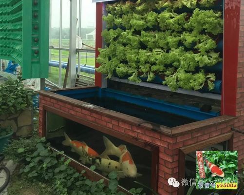 生化環(huán)與生化球在過濾中的角色：生化球與生化球的優(yōu)缺點對比