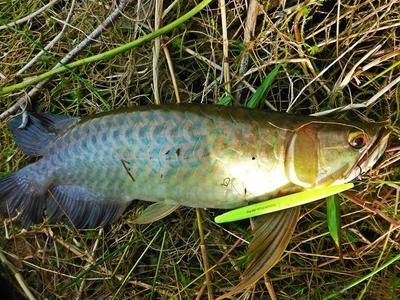 野生龍魚產于哪里的品種：野生龍魚的產地主要集中在東南亞地區也有一些品種產自南美洲和澳洲