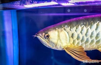 銀龍魚水質凈化技巧：銀龍魚水質凈化技巧：養(yǎng)殖銀龍魚的關鍵是養(yǎng)殖銀龍魚的關鍵 銀龍魚水質凈化技巧：銀龍魚水質凈化技巧：養(yǎng)殖銀龍魚的關鍵是養(yǎng)殖銀龍魚的關鍵 龍魚百科