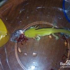 龍魚喂飼料好還是魚好呢視頻：龍魚喂飼料和喂活魚兩種方法的優劣分析對龍魚生長、健康以及環境的影響 龍魚喂飼料好還是魚好呢視頻：龍魚喂飼料和喂活魚兩種方法的優劣分析對龍魚生長、健康以及環境的影響 龍魚百科 第1張
