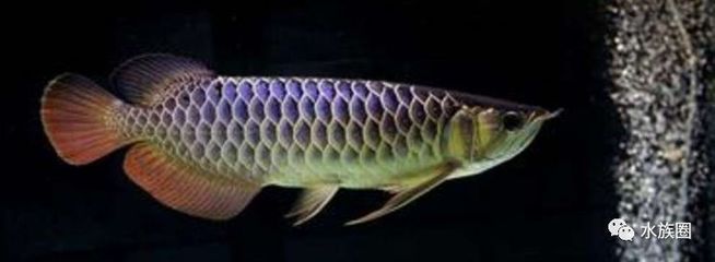 龍魚29度水溫正常嗎【龍魚29度水溫正常嗎,】