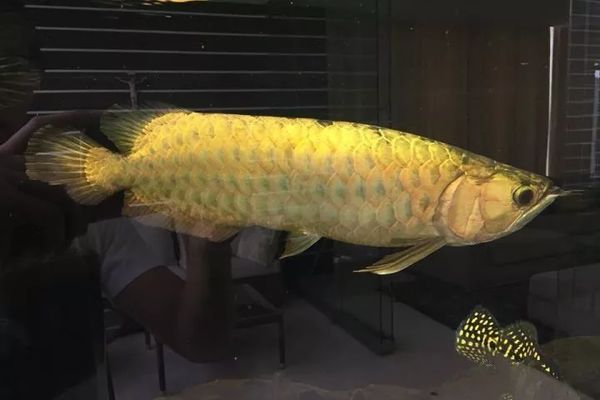 龍魚是寬身好還是長(zhǎng)身好養(yǎng)：寬身龍魚和長(zhǎng)身龍魚在飼養(yǎng)上的難度并沒有絕對(duì)的好壞之分 龍魚是寬身好還是長(zhǎng)身好養(yǎng)：寬身龍魚和長(zhǎng)身龍魚在飼養(yǎng)上的難度并沒有絕對(duì)的好壞之分 龍魚百科 第1張