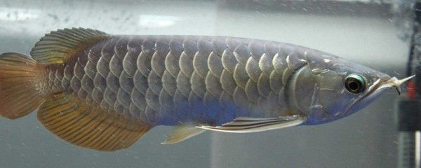 龍魚換水需要困水嗎多久，龍魚換水是否需要困水 龍魚換水需要困水嗎多久，龍魚換水是否需要困水 龍魚百科 第3張