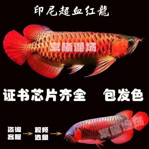 超血紅龍魚多久換一次水