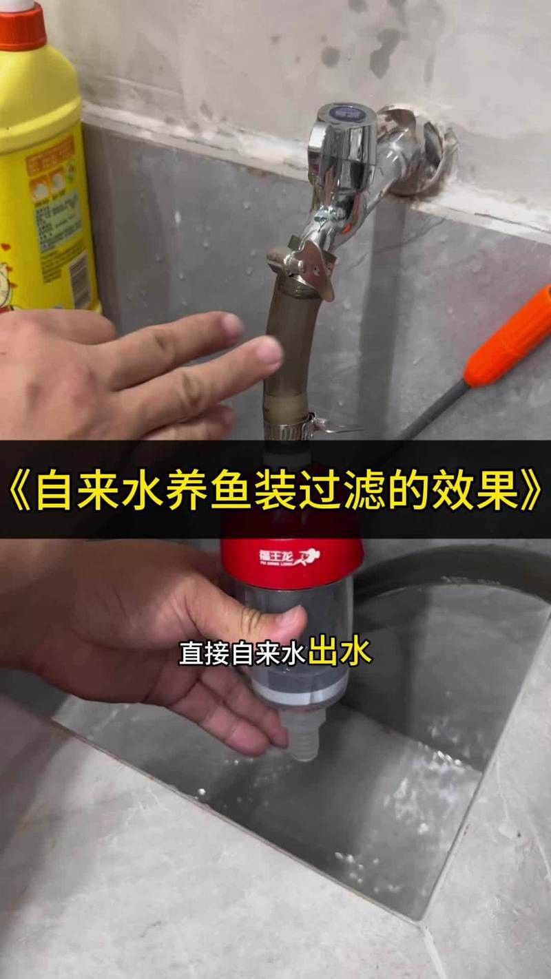 超血紅龍魚多久換一次水