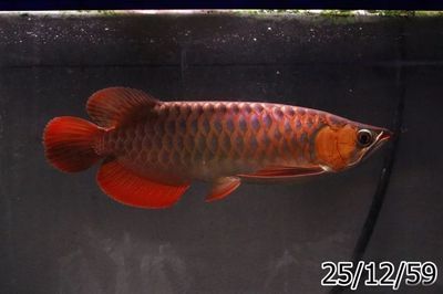 龍魚碼查詢（如何查詢龍魚芯片）