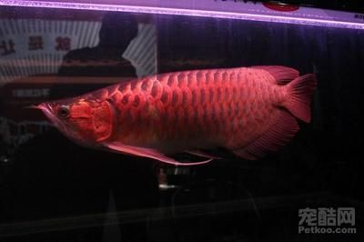 馬來西亞紅龍魚也是號半嗎：馬來西亞紅龍魚與號半紅龍魚的區別