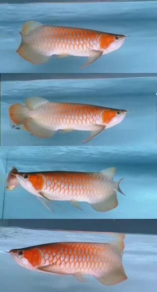 白玉紅龍魚是什么品種圖片