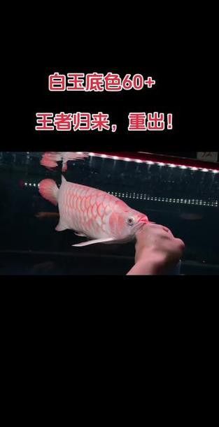 白玉紅龍魚是什么品種圖片