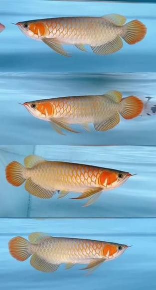 白玉紅龍魚是什么品種圖片