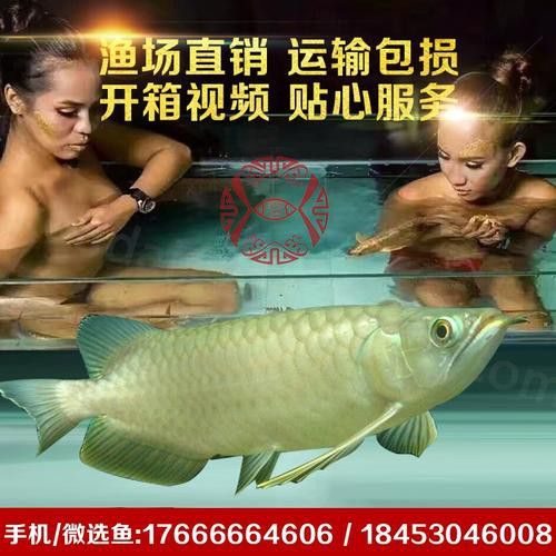 新加坡半號紅龍魚