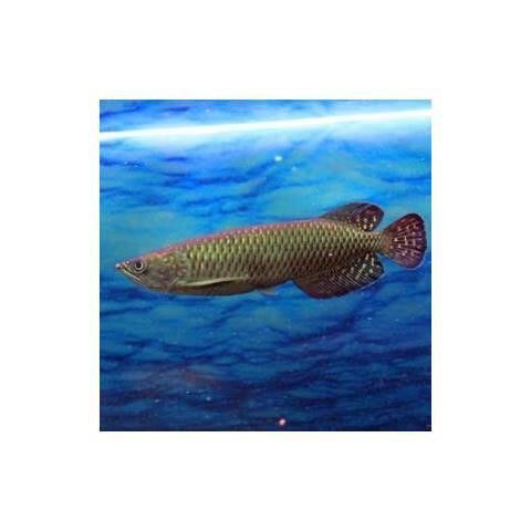 新加坡半號紅龍魚