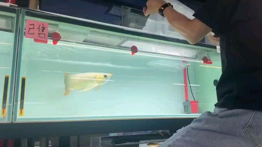 祥龍魚場觀賞魚圖片大全