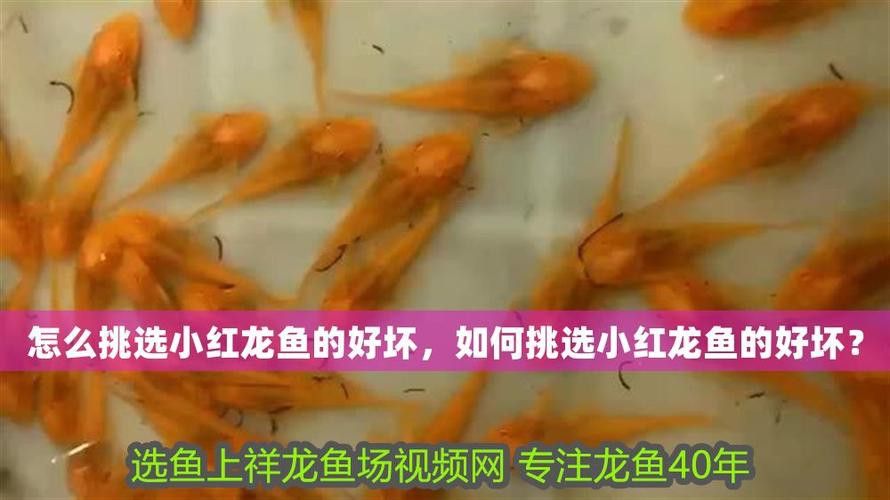 祥龍魚場觀賞魚圖片大全