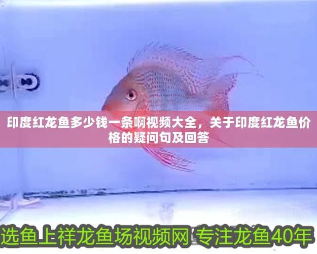 祥龍魚場觀賞魚圖片大全