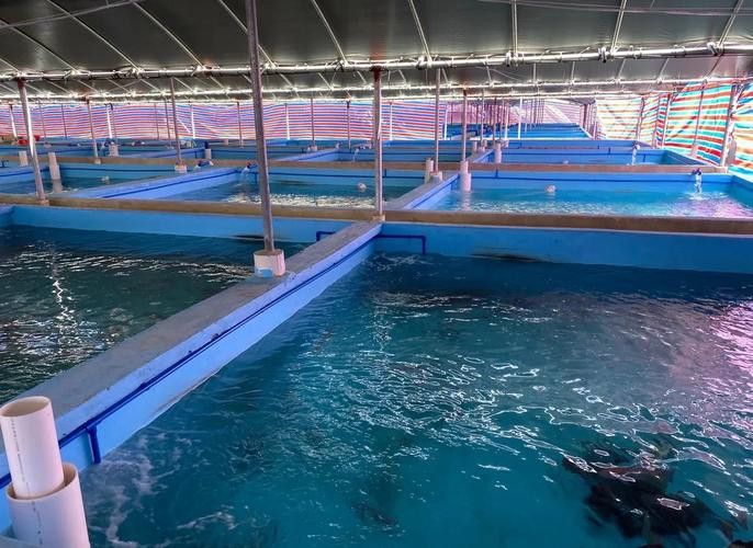 祥龍魚場觀賞魚圖片大全