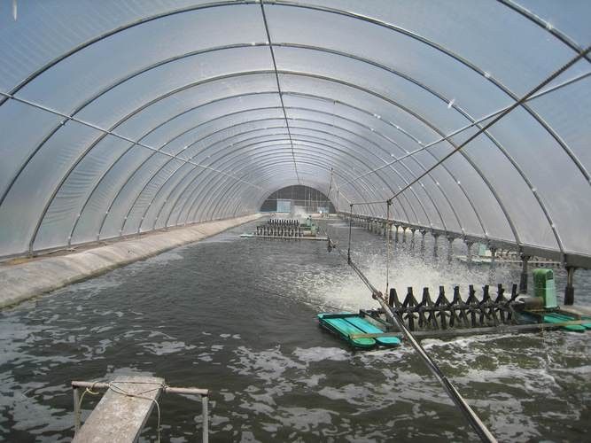 祥龍魚場觀賞魚圖片大全