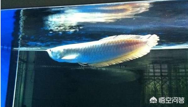 龍魚能喂火腿腸嗎怎么喂：龍魚不適合喂食火腿腸嗎，龍魚能喂火腿腸嗎怎么喂