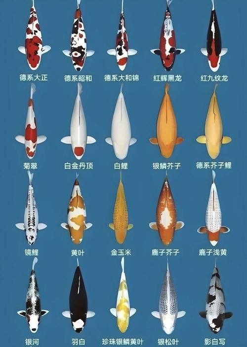錦鯉大全大圖 錦鯉大全大圖 龍魚百科 第3張