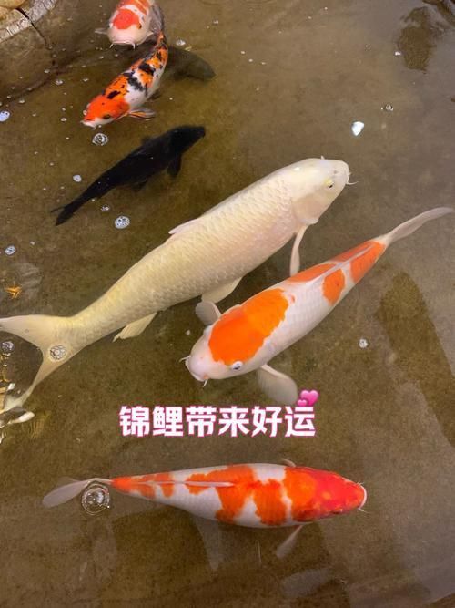 錦鯉大全大圖 錦鯉大全大圖 龍魚百科 第6張