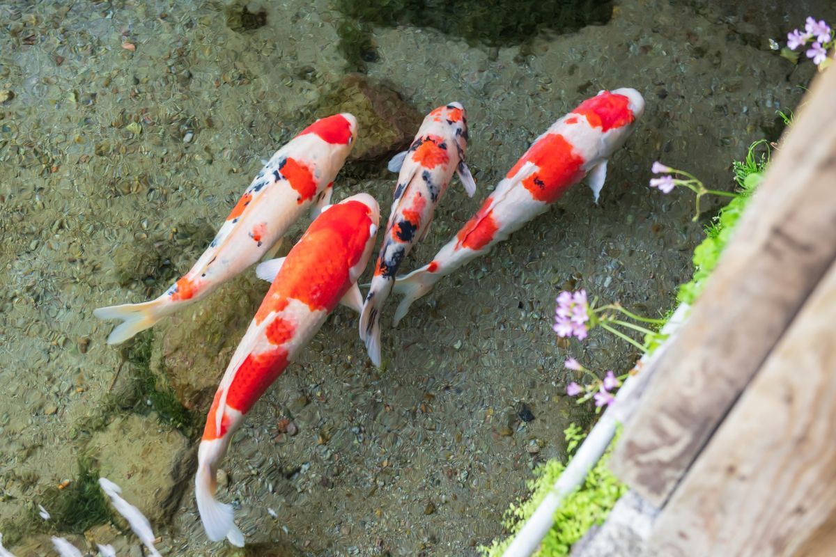 錦鯉大全大圖 錦鯉大全大圖 龍魚百科 第10張