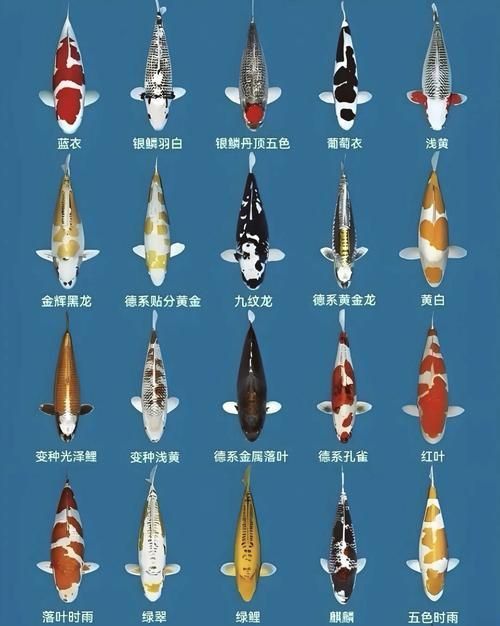 錦鯉大全大圖 錦鯉大全大圖 龍魚百科 第8張