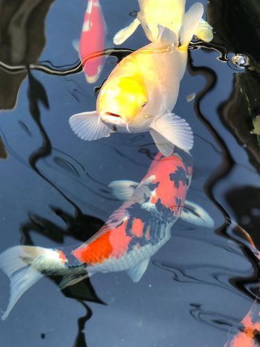 錦鯉大全大圖 錦鯉大全大圖 龍魚百科 第11張