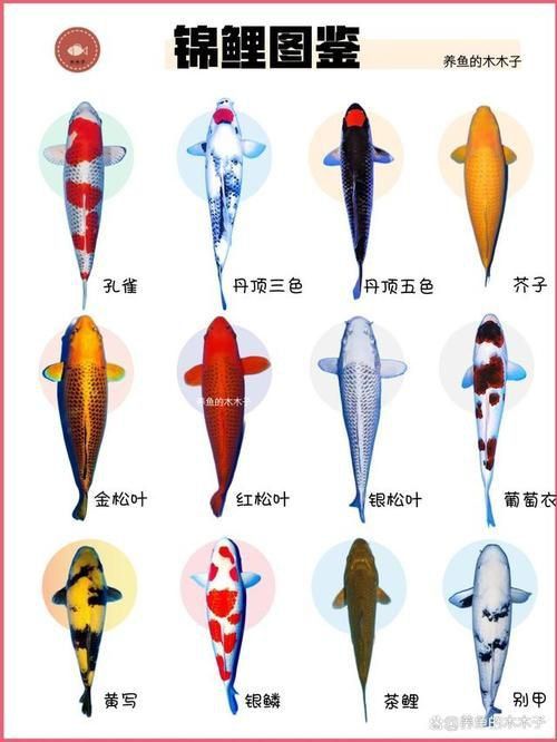 錦鯉大全大圖 錦鯉大全大圖 龍魚百科 第13張