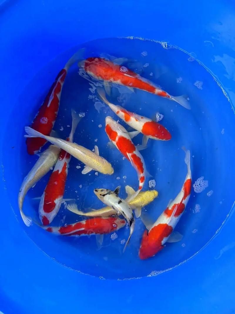 錦鯉大全大圖 錦鯉大全大圖 龍魚百科 第14張