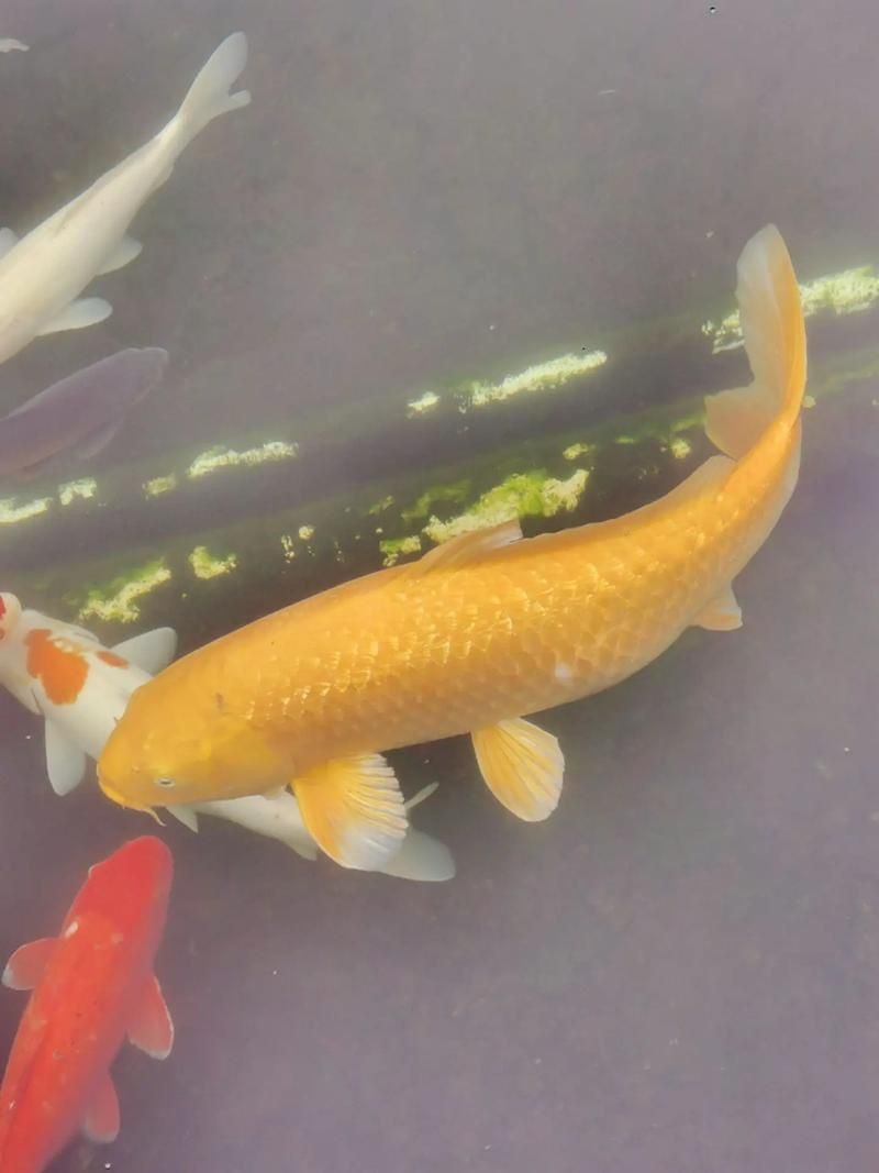 錦鯉大全大圖 錦鯉大全大圖 龍魚百科 第15張