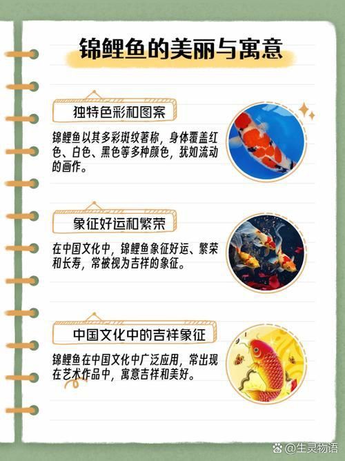 錦鯉大全大圖 錦鯉大全大圖 龍魚百科 第18張