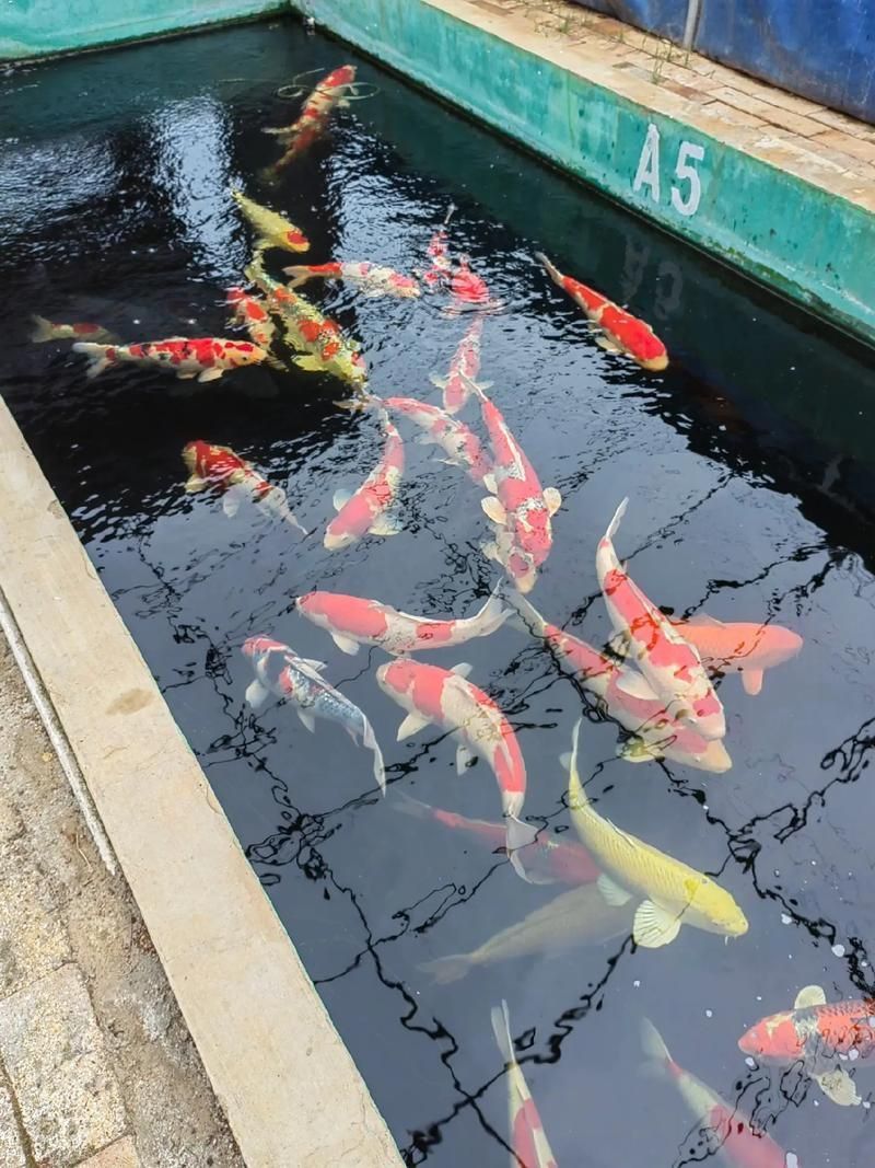錦鯉大全大圖 錦鯉大全大圖 龍魚百科 第22張