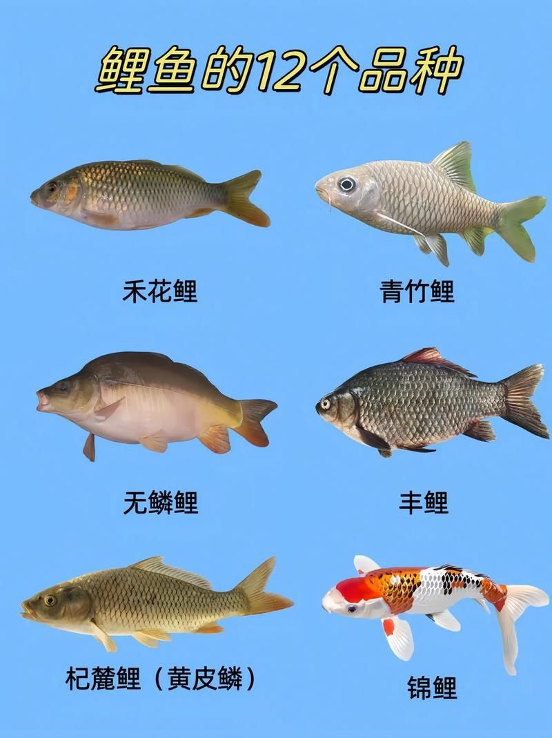 錦鯉大全大圖 錦鯉大全大圖 龍魚百科 第26張