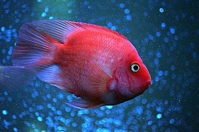 鸚鵡魚和龍魚哪個(gè)好養(yǎng)：鸚鵡魚和龍魚養(yǎng)護(hù)的一些要點(diǎn) 鸚鵡魚和龍魚哪個(gè)好養(yǎng)：鸚鵡魚和龍魚養(yǎng)護(hù)的一些要點(diǎn) 龍魚百科 第2張