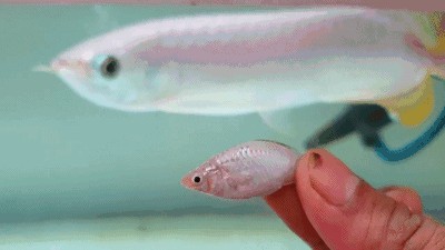 龍魚吃啥能變色啊視頻大全下載：龍魚健康飲食搭配指南[需手動填充]龍魚健康飲食搭配指南