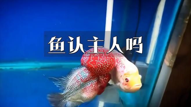 如何訓練紅龍魚認主人？
