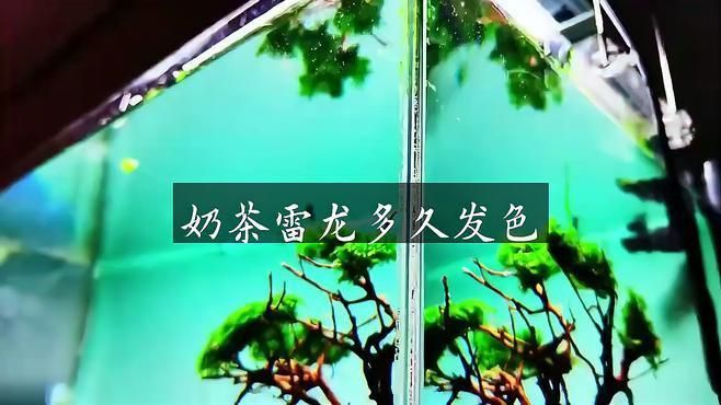 雷龍魚發色需要多長時間