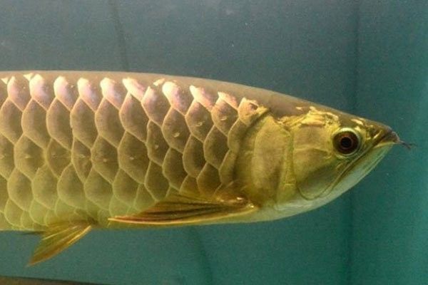 龍魚黑鱗立鱗多久會死？