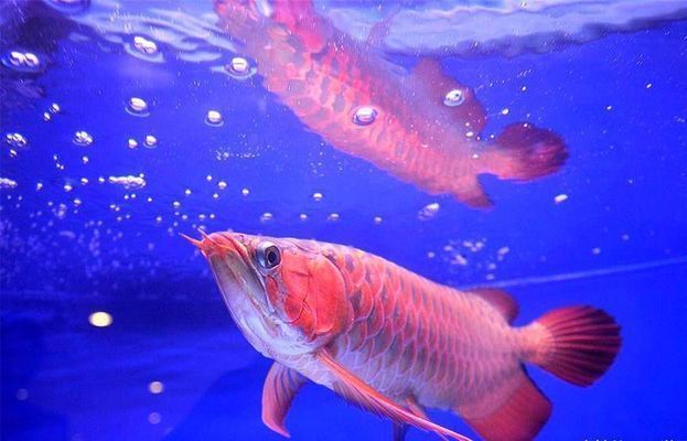 紅龍魚最長能養(yǎng)到多長時間呢（如何判斷紅龍魚的壽命）