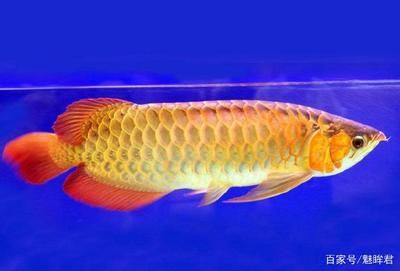 金龍魚的含義和寓意：金龍魚在華人眼中被視為吉祥富貴的象征