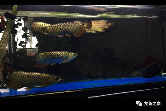 龍魚吃啥長的快一點：龍魚的快速成長之道